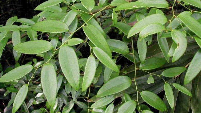 Cây dược liệu cây Kim cang lá quế, Dây muôn, Dây gạo - Smilax corbularia Kunth subsp. corbularia