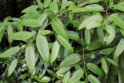 Cây dược liệu cây Kim cang lá quế, Dây muôn, Dây gạo - Smilax corbularia Kunth subsp. corbularia