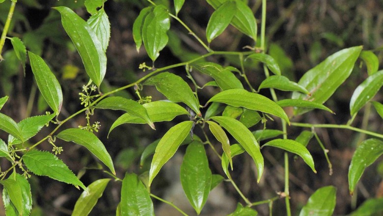 Cây dược liệu cây Kim cang lá thuôn, Kim cang lá mác - Smilax lanceifolia Roxb