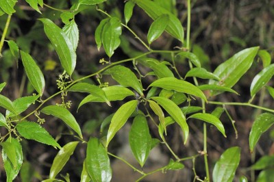 Cây dược liệu cây Kim cang lá thuôn, Kim cang lá mác - Smilax lanceifolia Roxb