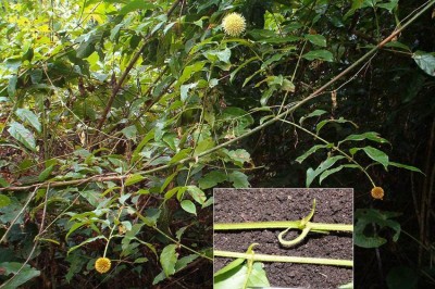 Cây dược liệu cây Câu đằng bóng, Vuốt trái - Uncaria laevigata Wall. ex G. Dop