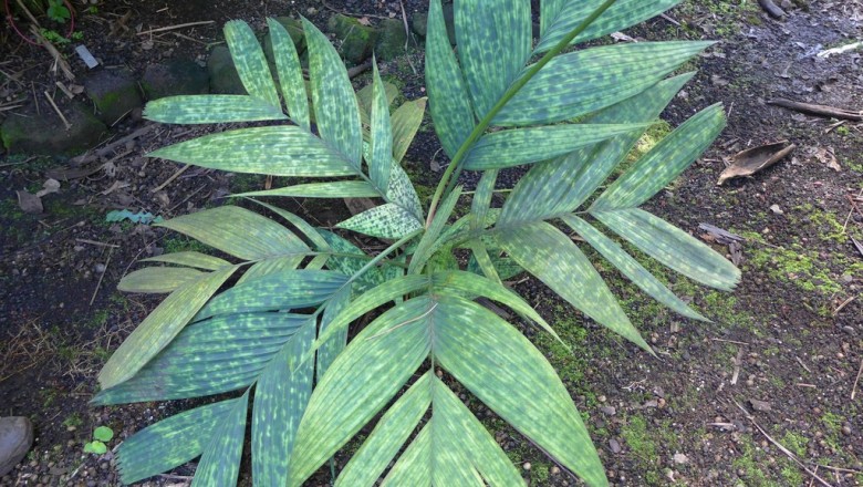 Cây dược liệu cây Cau chuột núi - Pinanga duperreana Pierre ex Becc