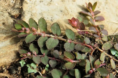 Cây dược liệu cây Cỏ sữa lá nhỏ, Cây vú sữa đất - Euphorbia thymifolia Burm