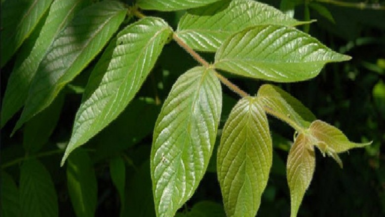 Cây dược liệu cây Câu đằng cành leo. Vuốt leo - Uncaria scandens (Smith) Hutch