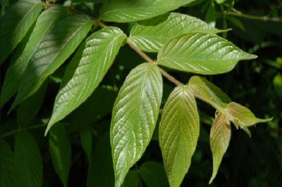 Cây dược liệu cây Câu đằng cành leo. Vuốt leo - Uncaria scandens (Smith) Hutch