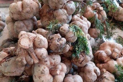 Nấm Phục Linh Thiên công dụng và tác dụng chữa bệnh