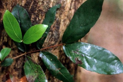 Cây dược liệu cây Cỏ sán, Mao hoa Trung Quốc - Erismanthus sinensis Oliv. (E. indochinensis Gagnep.)