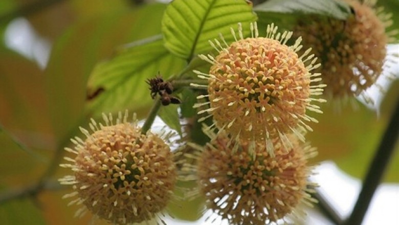 Cây dược liệu cây Câu đằng lá to, Dây móc câu, Vuốt lá to, Dây gai mấu - Uncaria macrophylla Wall. ex Roxb