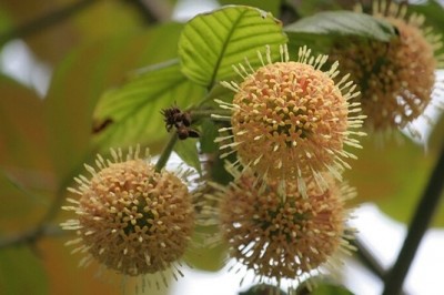 Cây dược liệu cây Câu đằng lá to, Dây móc câu, Vuốt lá to, Dây gai mấu - Uncaria macrophylla Wall. ex Roxb