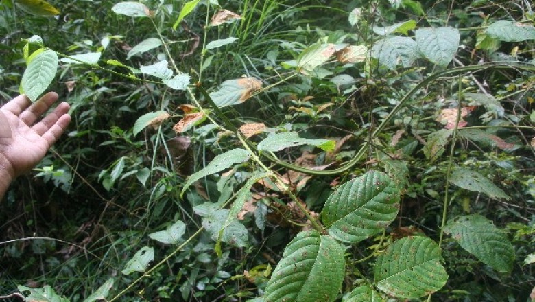 Cây dược liệu cây Câu đằng lá thon. Vuốt mũi giáo - Uncaria lancifolia Hutch