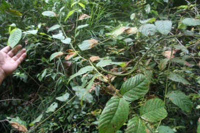 Cây dược liệu cây Câu đằng lá thon. Vuốt mũi giáo - Uncaria lancifolia Hutch