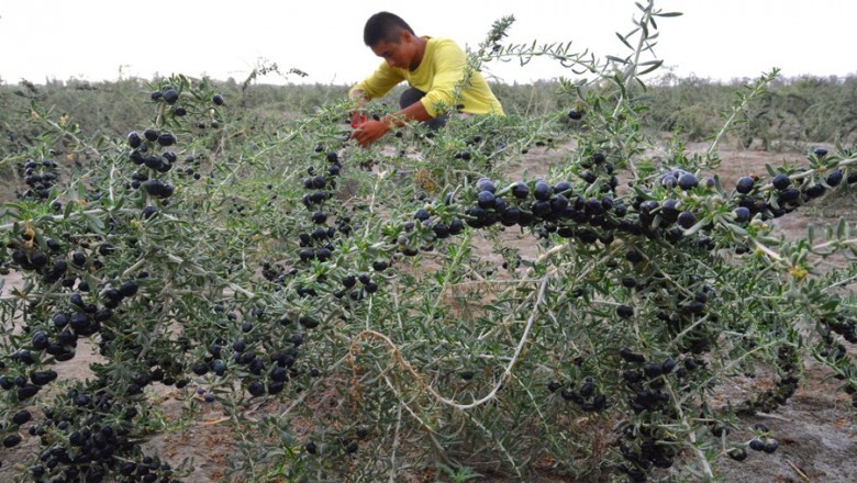 Cây dược liệu cây Câu kỷ quả đen, Khủ khởi, Rau khởi - Lycium ruthenicum Murr