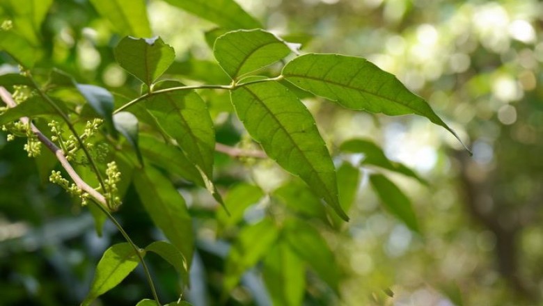 Cây dược liệu cây Câu đằng quả không cuống, Dây móc câu, Quáu - Uncaria sessilifructus Roxb