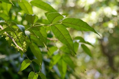 Cây dược liệu cây Câu đằng quả không cuống, Dây móc câu, Quáu - Uncaria sessilifructus Roxb