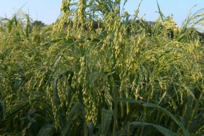 Cây dược liệu cây Cỏ kê, Kê trồng - Panicum miliaceum L