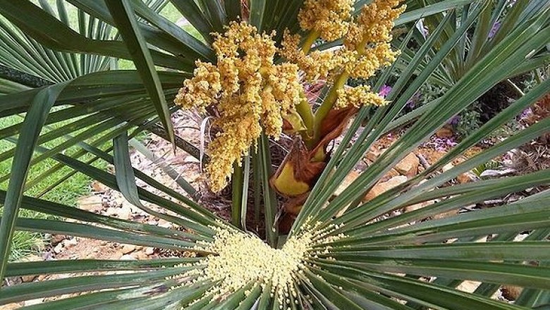 Cây dược liệu cây Cọ sẻ, Kè tàu - Livistona chinensis (Jacq.) R. Br. ex Mart