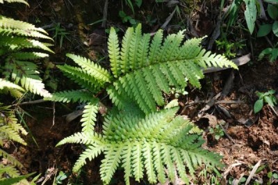 Cây dược liệu cây Cẩu tích Nhật Bản - Woodwardia japonica (L.f) J. Sm