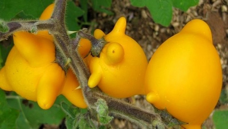 Cây dược liệu cây Cà vú dê - Solanum mammosum L