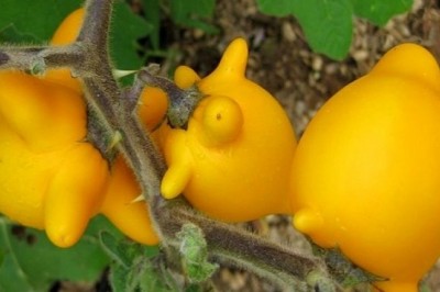Cây dược liệu cây Cà vú dê - Solanum mammosum L