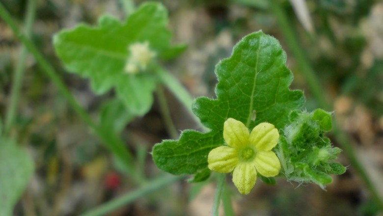 Cây dược liệu cây Cầu qua nhám - Mukia maderaspatana (L.) M.J. Roem (Melothria maderaspatana (L.) Cogn)