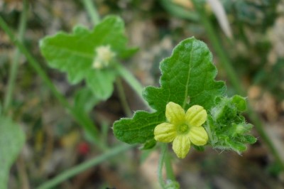 Cây dược liệu cây Cầu qua nhám - Mukia maderaspatana (L.) M.J. Roem (Melothria maderaspatana (L.) Cogn)