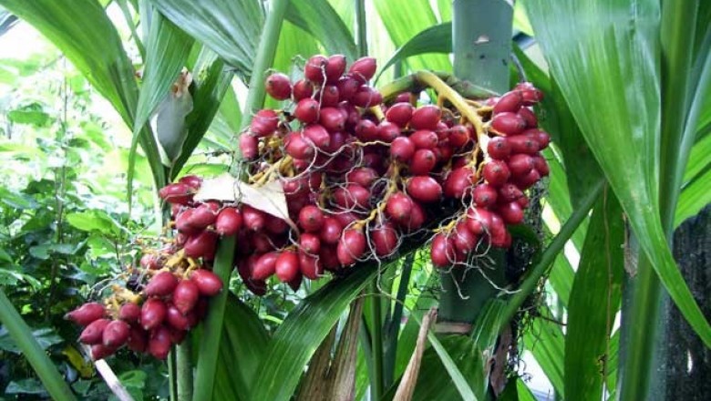 Cây dược liệu cây Cau rừng - Areca triandra Roxb