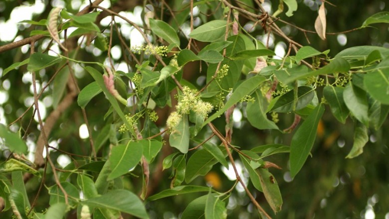 Cây dược liệu cây Cầy hay Kơ nia - Irvingia malayana Oliv. ex Benn