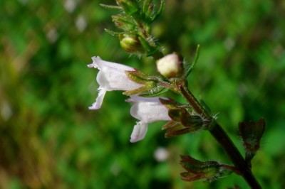 Cây dược liệu cây Cây men, Lá men, Kinh giới núi - Mosla dianthera (Buch: - Ham.) Maxim