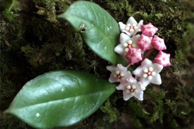 Cây dược liệu cây Cây sữa trâu - Hoya pubens Cost