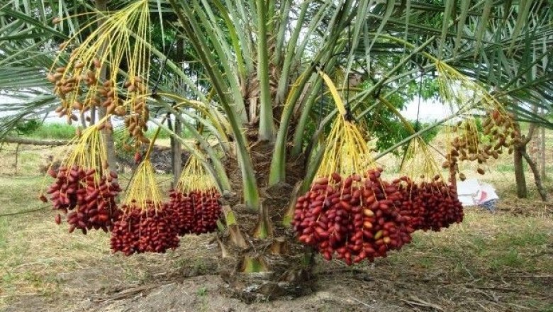 Cây dược liệu cây Chà là hay Chà là núi, Muồng muồng - Phoenix humilis Royle