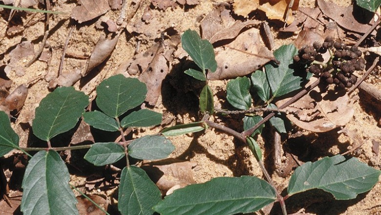 Cây dược liệu cây Chạ bục, Củ rối Thorel - Leea thorelii Gagnep