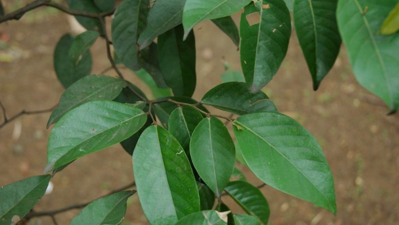 Cây dược liệu cây Chai - Shorea guiso (Blco) Blume (S. vulgaris Pierre)