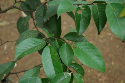 Cây dược liệu cây Chai - Shorea guiso (Blco) Blume (S. vulgaris Pierre)