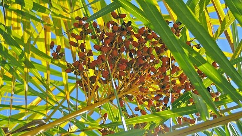 Cây dược liệu cây Chà là biển, Cây cứt chuột - Phoenix paludosa Roxb