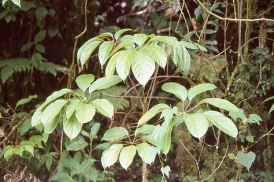 Cây dược liệu cây Chân chim núi đá, Chân chim lớn, Đại đinh hai hột - Macropanax dispermus (Blume) Kuntze (M. oreophilus Miq.)