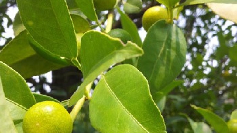 Cây dược liệu cây Chanh rừng, Tiểu quật chanh - Atalantia citroides Pierre ex .Guill