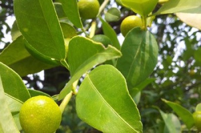 Cây dược liệu cây Chanh rừng, Tiểu quật chanh - Atalantia citroides Pierre ex .Guill