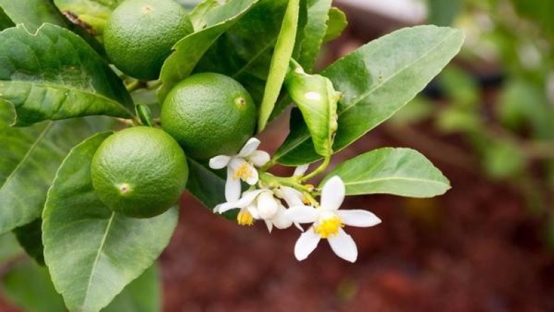 Cây dược liệu cây Chanh, Chanh ta - Citrus aurantifolia (Christm et Panzer) Swingle (C. medica L. var. acida Hook.f.)