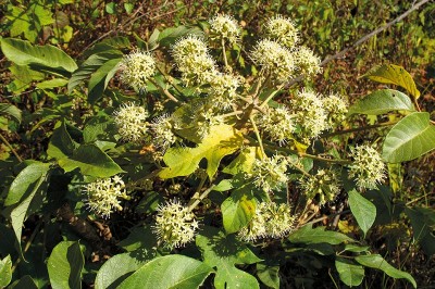 Cây dược liệu cây Chân chim núi - Schefflera petelotii Merr