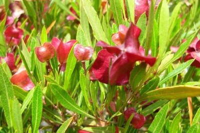 Cây dược liệu cây Chành ràng, Chành rành, Chằn rằn - Dodonaea viscosa (L.) Jacq