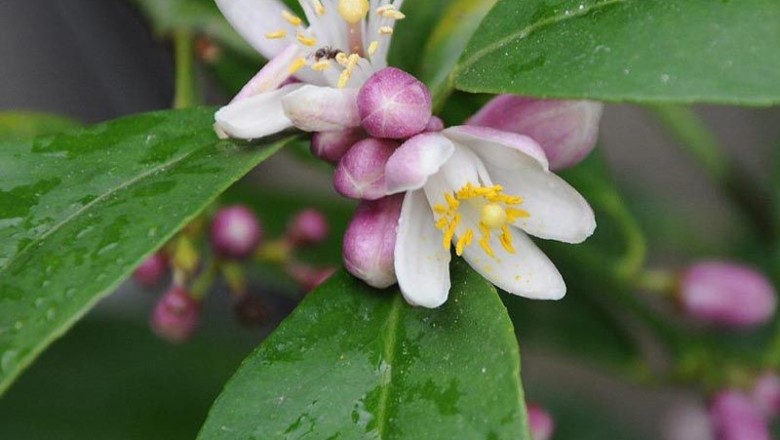 Cây dược liệu cây Chanh kiên - Citrus limonia Osbeck