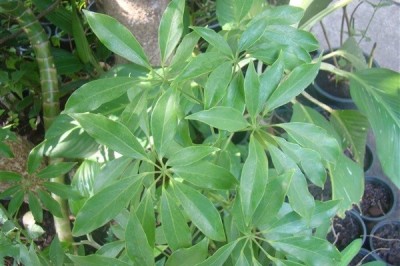 Cây dược liệu cây Chân chim leo hoa trắng - Schefflera leucantha R. Vig