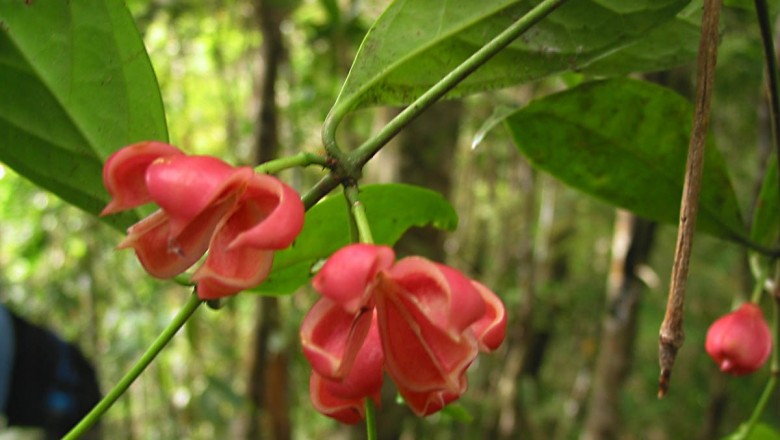 Cây dược liệu cây Chân danh Tà lơn - Eunoymus javanicus Blume var. talungensis Pierre