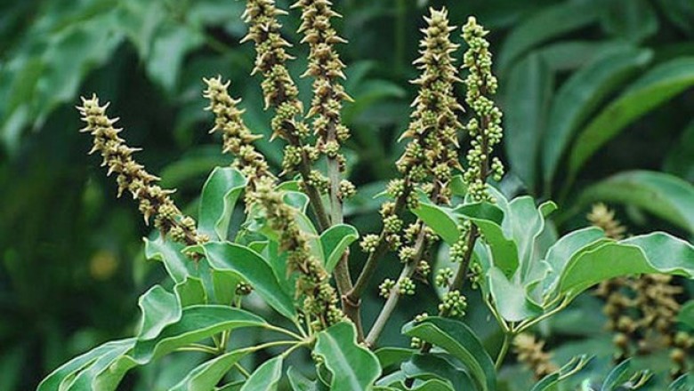 Cây dược liệu cây Chân chim hoa chụm, Chân chim hoa cầu - Schefflera glomerulata Li