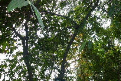 Cây dược liệu cây Chanh ốc, Chẩn, Sắng rừng, Rau mỳ chính - Microdesmis caseariaefolia Planch. ex Hook