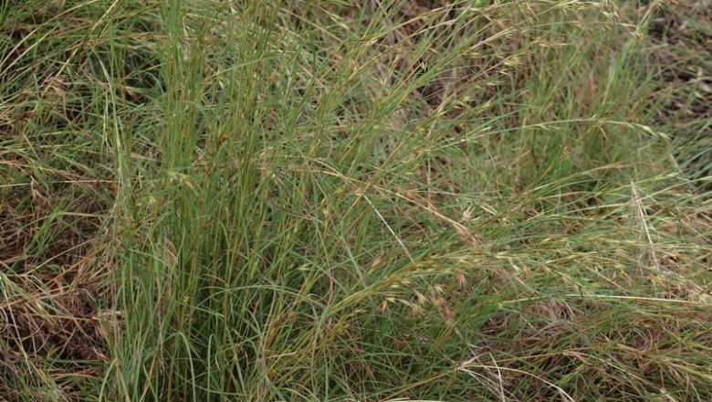 Cây dược liệu cây Cỏ phao lưới - Thameda triandra Forssk