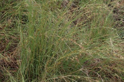 Cây dược liệu cây Cỏ phao lưới - Thameda triandra Forssk