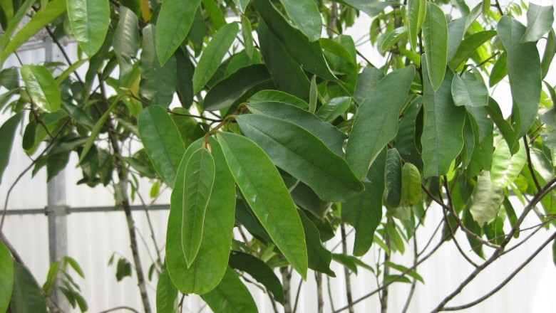 Cây dược liệu cây Chân kiềng, Cây chân kiềng - Goniothalamus chartaceus 