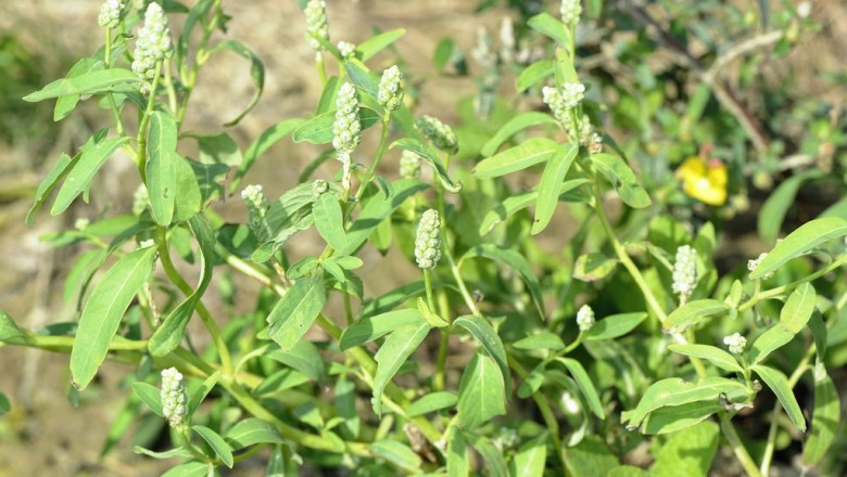 Cây dược liệu cây Cỏ phổng, Xà bông - Sphenoclea zeylanica Gaertn