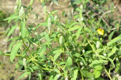 Cây dược liệu cây Cỏ phổng, Xà bông - Sphenoclea zeylanica Gaertn